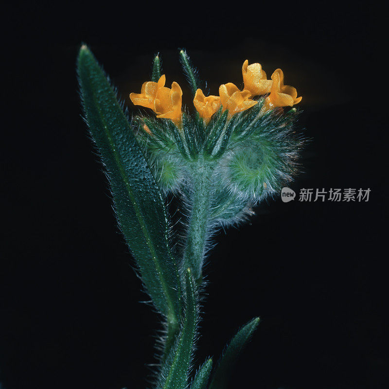 门齐是琉璃苣科琉璃苣或勿忘我科的一种植物。中间型，普通领，或中间领。