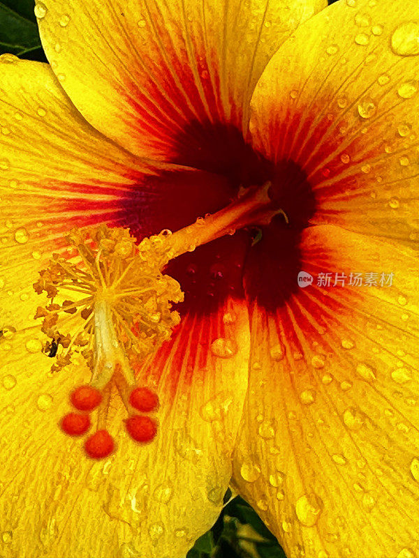 雨后热带黄色和红色芙蓉花的特写