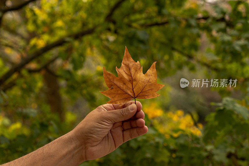 在失焦的自然背景上，一个干枫叶的样本