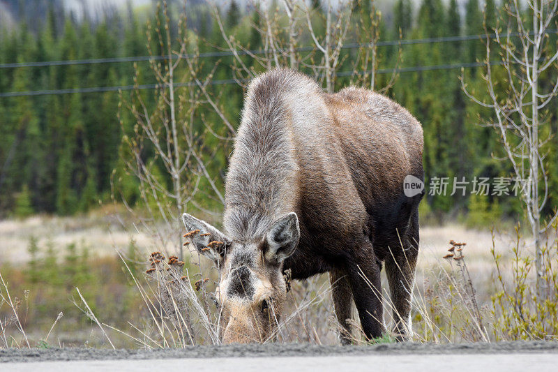 阿拉斯加的动物——驼鹿在阿拉斯加公路旁