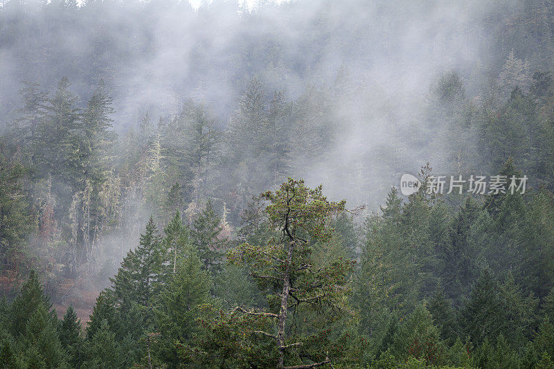 苏克坑区公园，温哥华岛，不列颠哥伦比亚