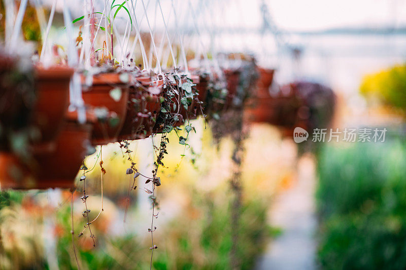 苗圃里的多肉植物