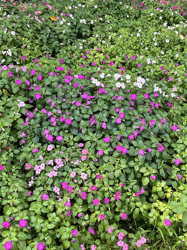 全画幅的花园植物边界的浅粉红色开花繁忙的丽齐(凤仙花)，夏季花坛，高架视图，重点在前景