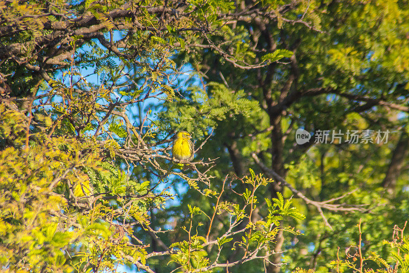 悦耳的树冠:栖息在树上的欧洲丝线鸟
