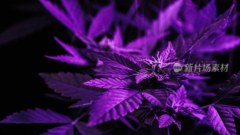 宏观大麻植物丛，紫罗兰烟云。有机生长，霓虹彩光