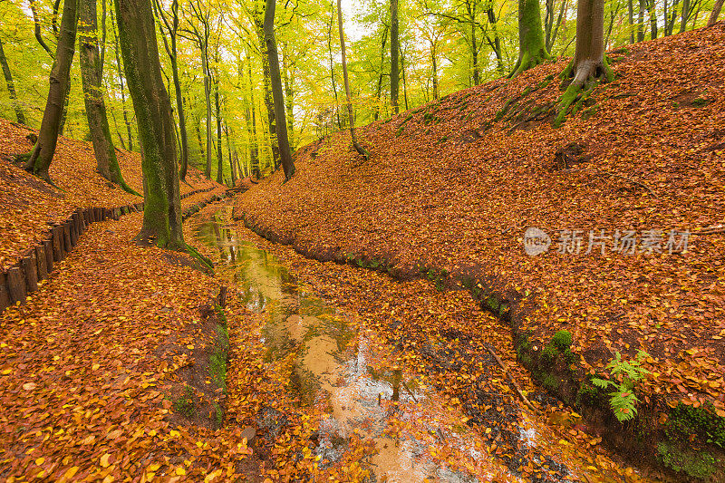 山毛榉树林里的小溪，山上有棕色的叶子