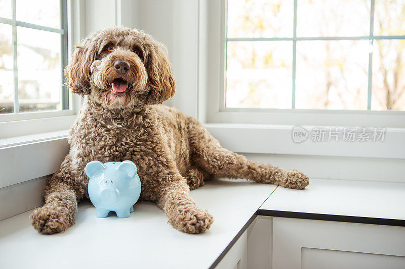 金色拉布拉多犬和储蓄罐