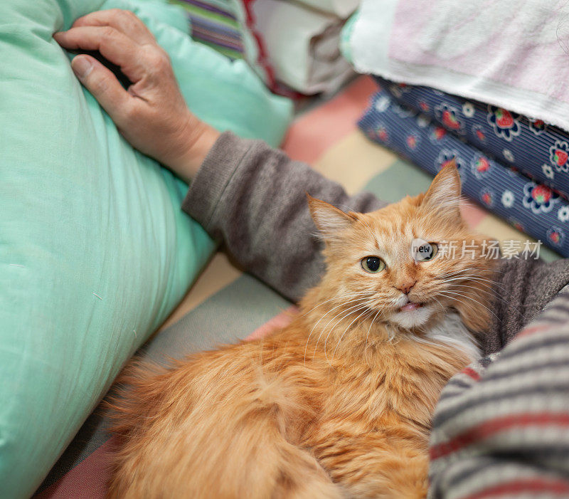 女人和她的猫