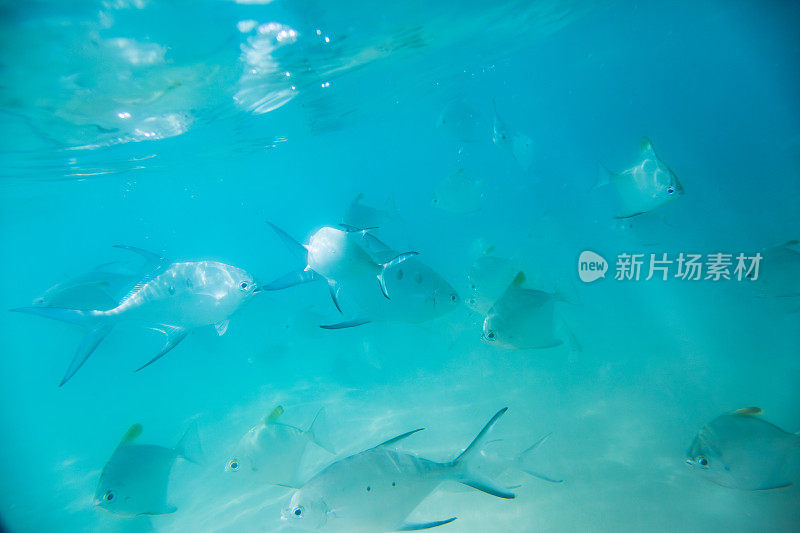 在清澈的蓝色海水中，一条银色的鱼和一群其他的鱼一起游泳。