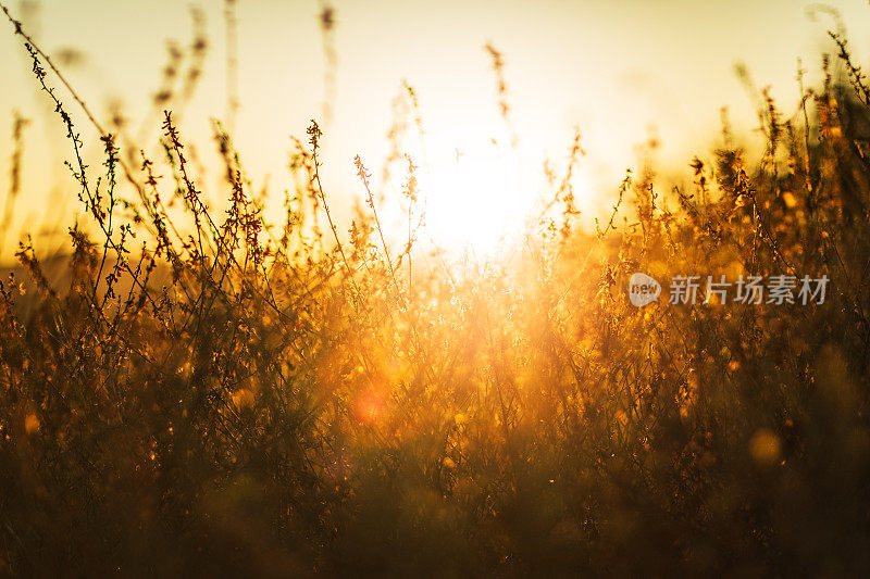 夕阳西下的宁静景象和南加州山间树叶的剪影