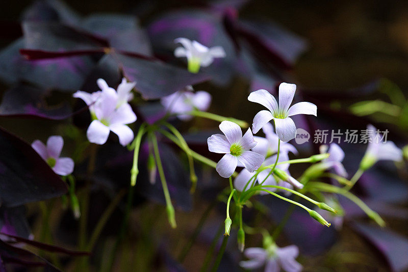 植物园花卉