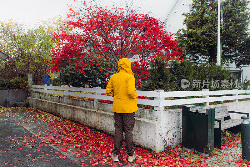 穿黄夹克的人站在背景中的红枫树旁