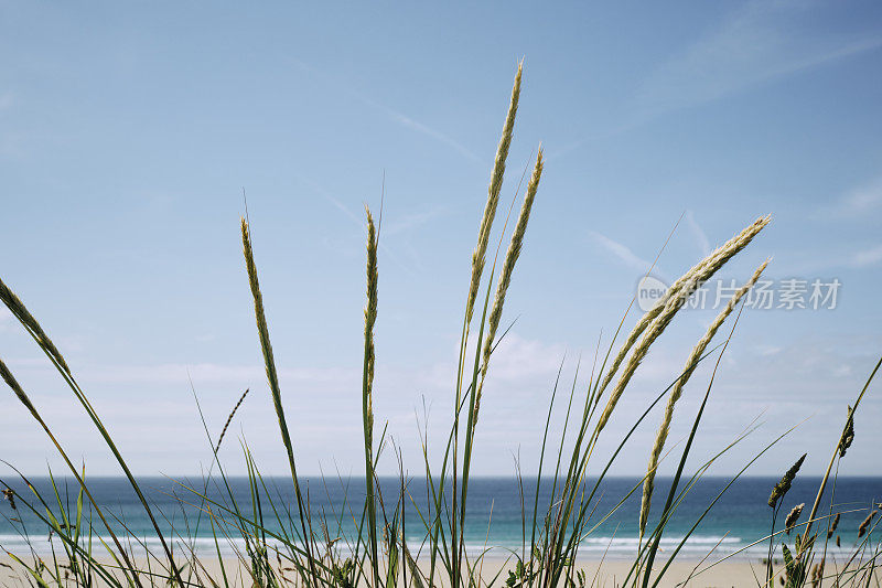 6月的一个阳光明媚的日子里，康沃尔纽基的菲斯特尔海滩上的野草与明亮的散焦沙滩、大海和天空在一起。