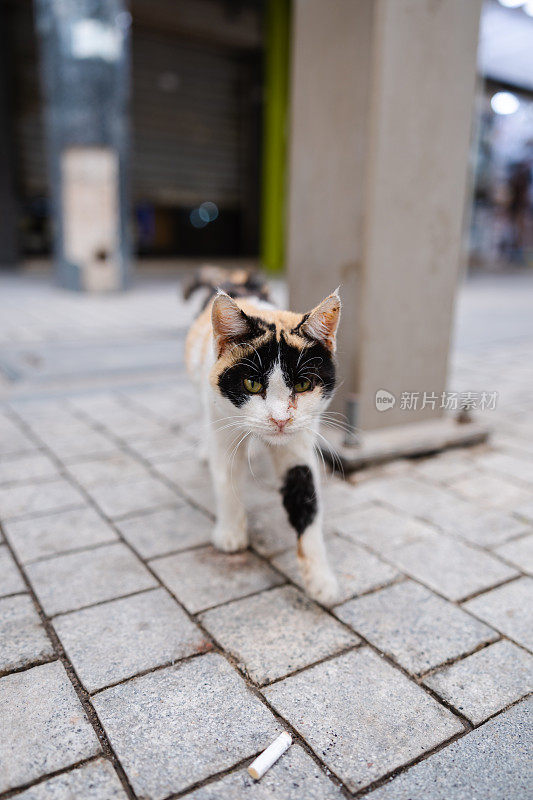 科威特一只美丽的流浪猫的肖像