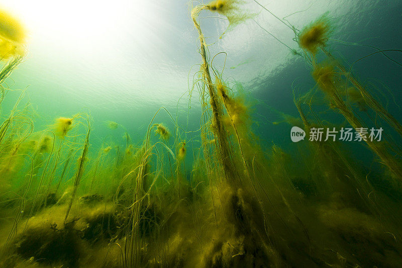 令人窒息的海