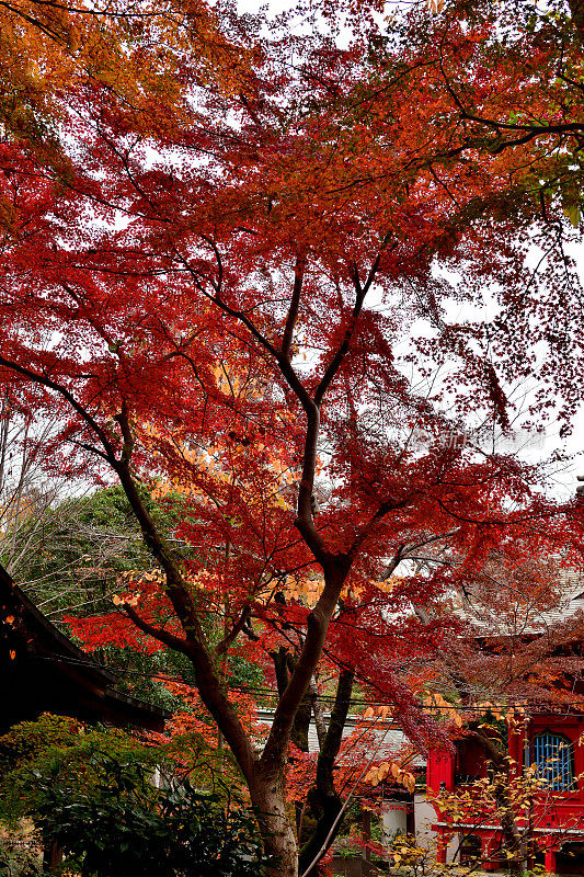 秋叶的颜色，稻田公园，东京