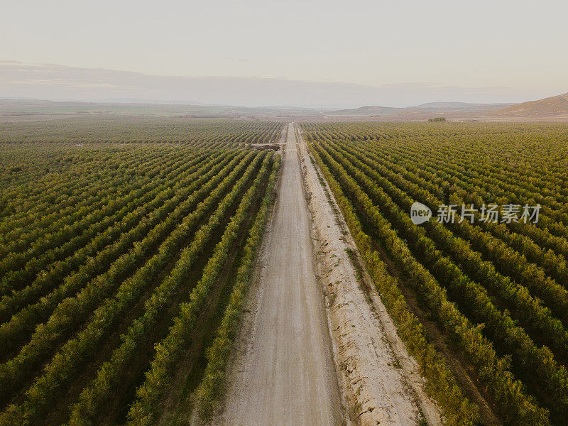 橄榄树种植园里的土路