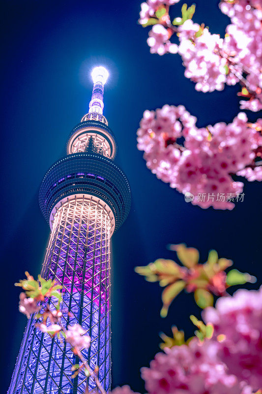 东京天空树与樱花