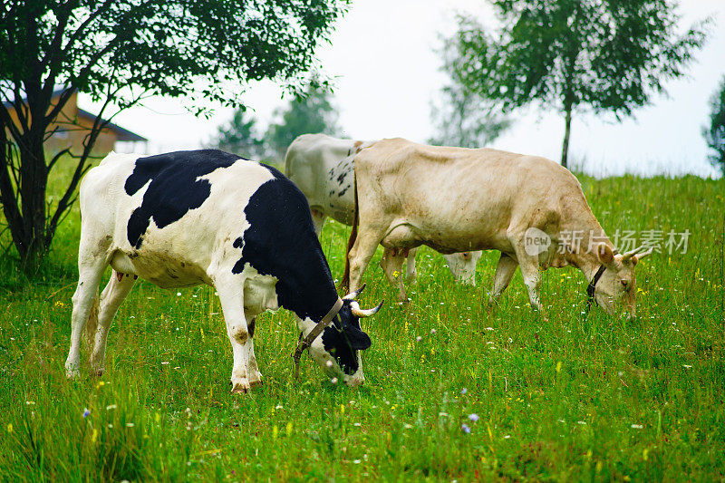 农业在很大程度上依赖于牛的放牧习惯，这在保持土地健康方面起着重要作用