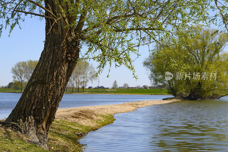 柳树在莱茵河的泛滥平原上生长