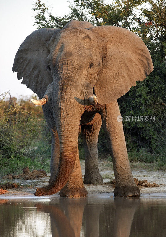非洲象-博茨瓦纳萨武提地区