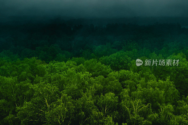 大雾笼罩森林无人机摄影。可持续性。环境保护。
