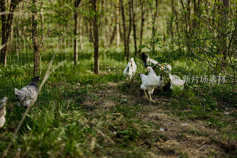 雏鸡和公鸡在大自然的绿色农场里吃有机饲料，没有化学物质和杀虫剂，为了鸟儿的健康