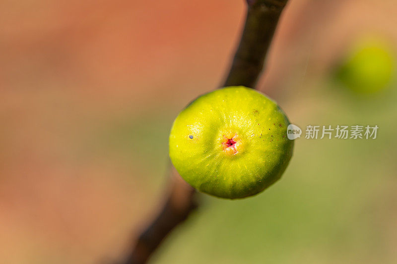 无花果在树上