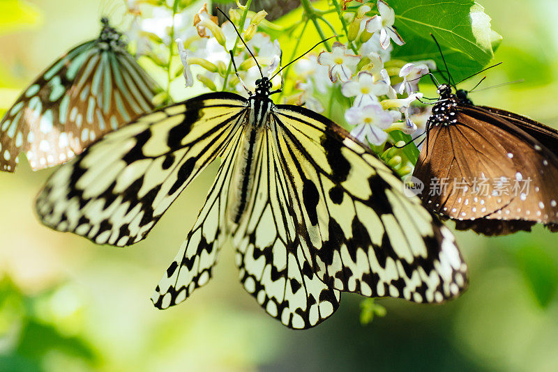 三只蝴蝶聚集和吮吸花蜜的图像