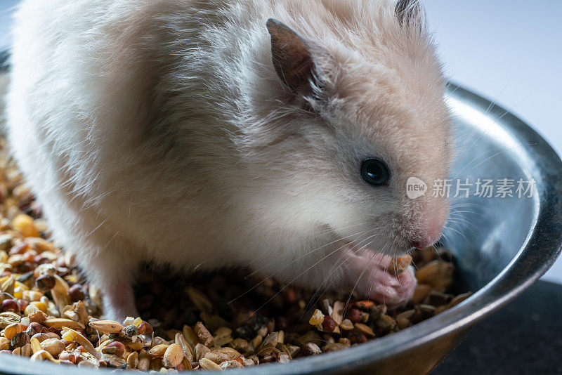 小仓鼠在吃食物