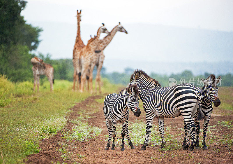斑马和长颈鹿群，马杰特野生动物保护区，马拉维，非洲