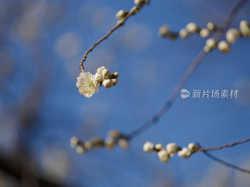 梅花在春天发芽