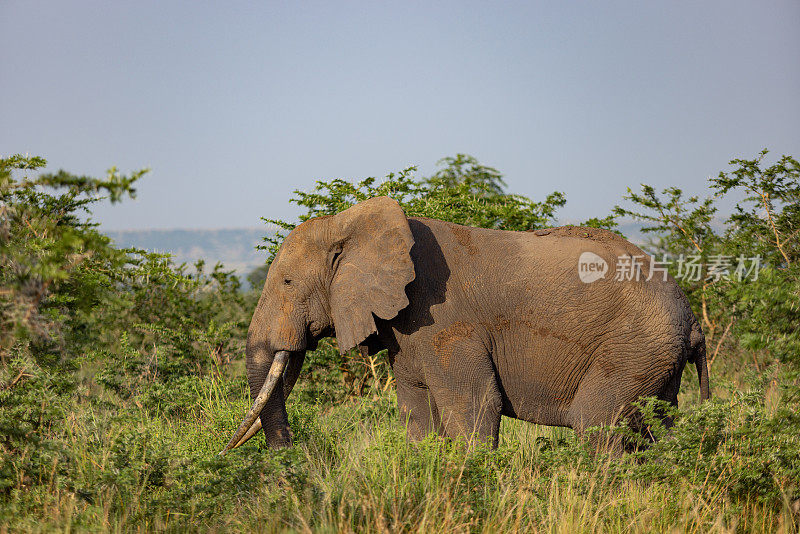 卢旺达国家公园里的大象。