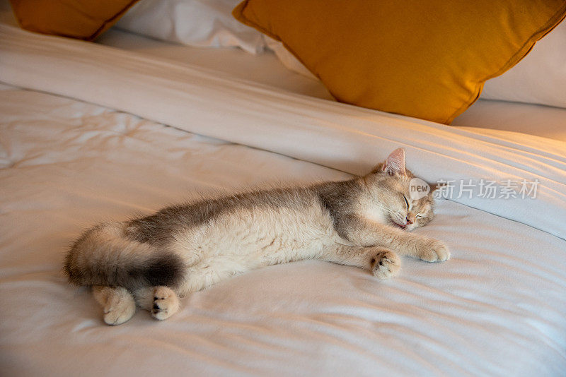 小猫睡在柔软舒适的床垫上。