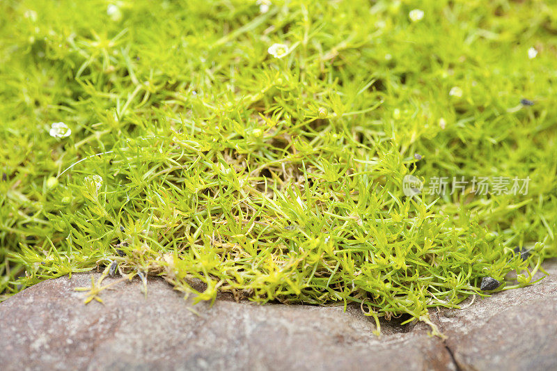 岩石间的爱尔兰苔藓