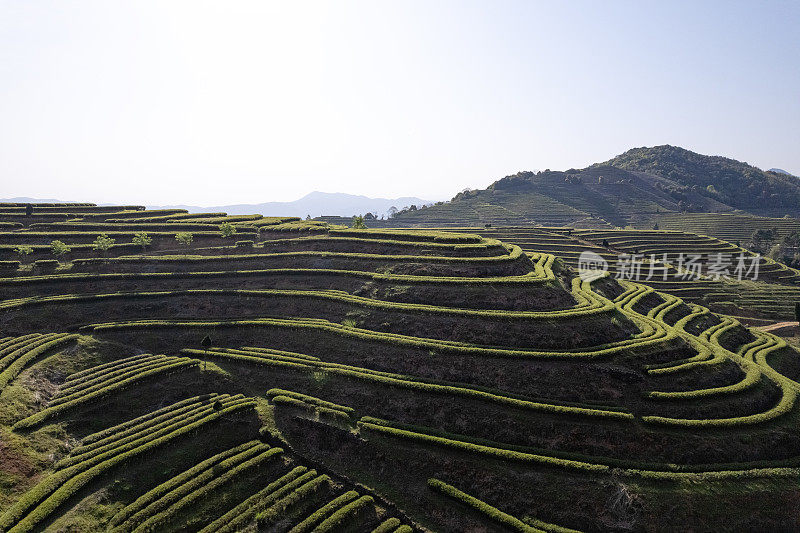 山谷里有大量的茶园