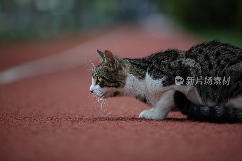 虎斑流浪猫。