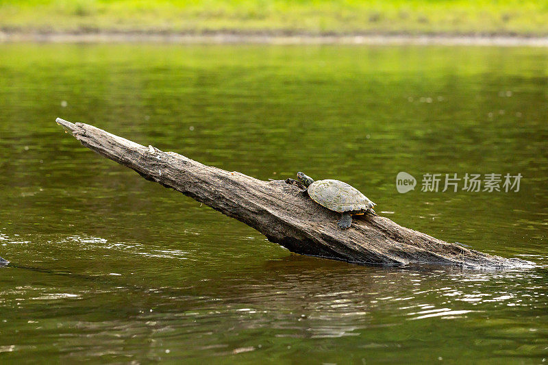 乌龟登陆河