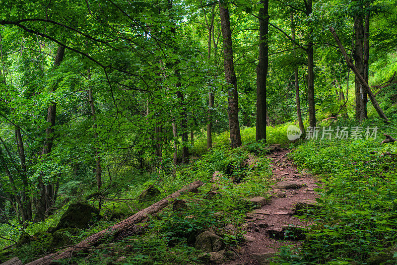 自然景观-远足径-步道穿过郁郁葱葱的绿色森林沿着布鲁斯步道在汉密尔顿，安大略省
