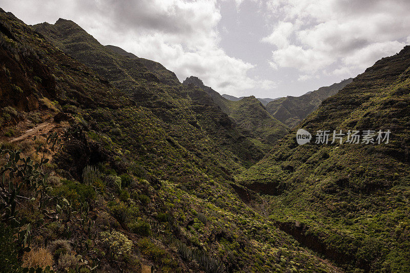 加那利群岛特内里费岛的海岸生态系统