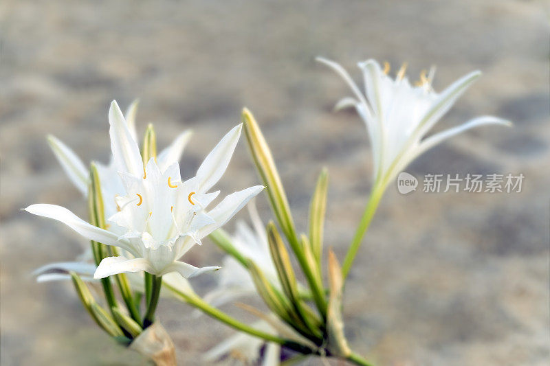 海水仙花在哈尔基迪基的沙滩上盛开