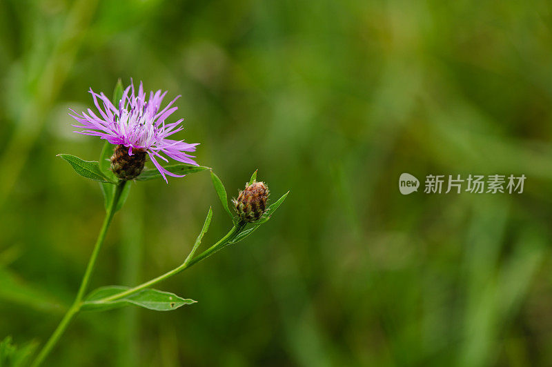 紫花花园背景