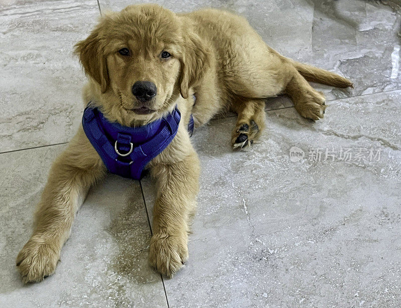 金毛猎犬幼犬