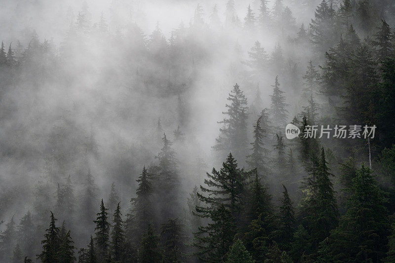 雾蒙蒙的热带雨林温哥华岛