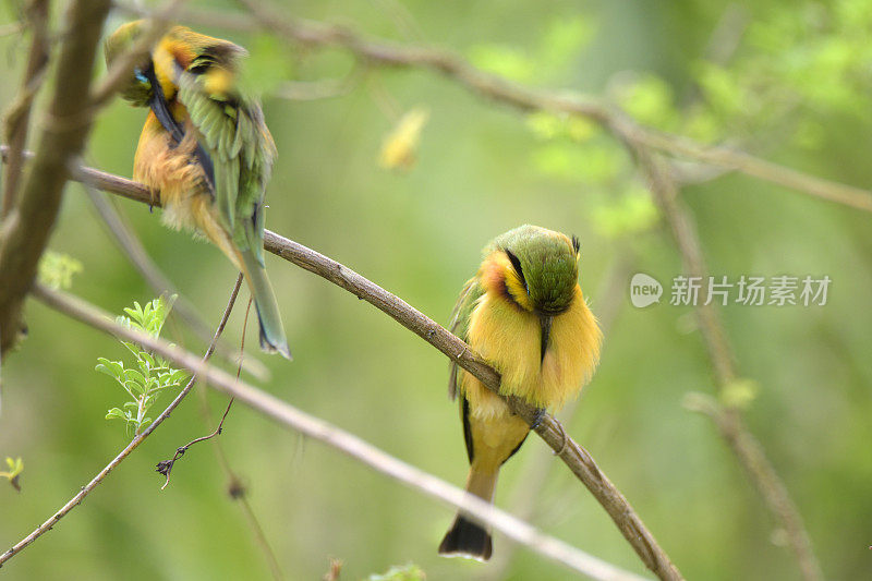 少食蜂鸟