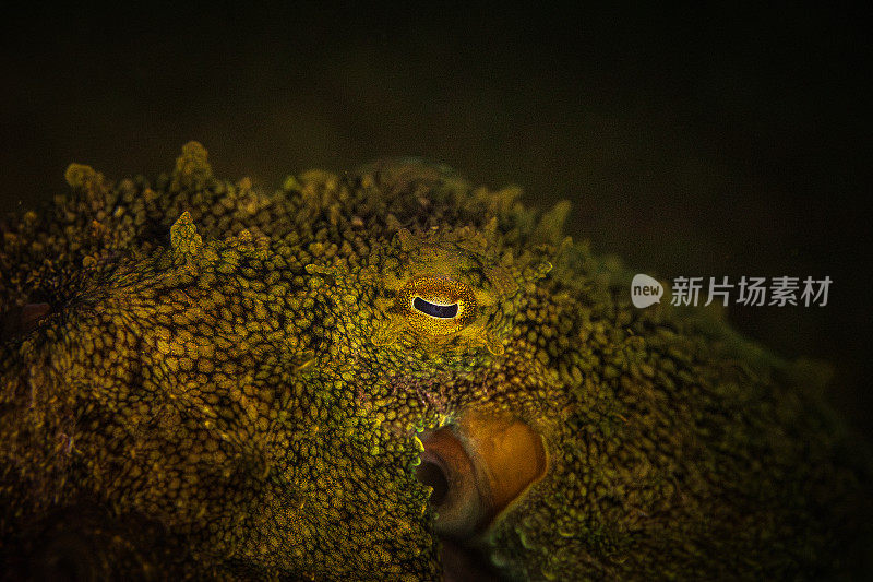 极近距离的章鱼眼睛和皮肤纹理，微距水下摄影