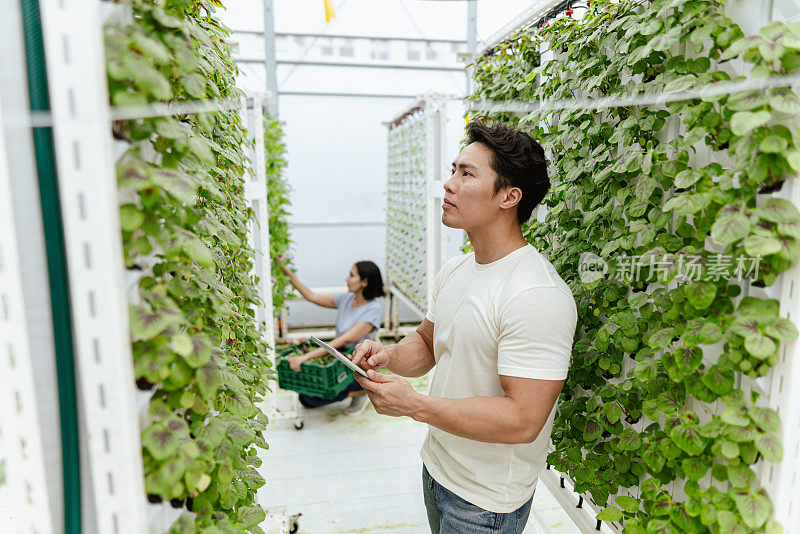 可持续经济——亚洲中国男性农民利用技术评估作物质量