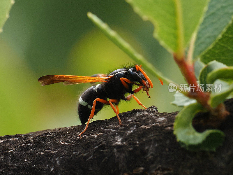 一只智利波特黄蜂在树枝上休息时清理它的腿
