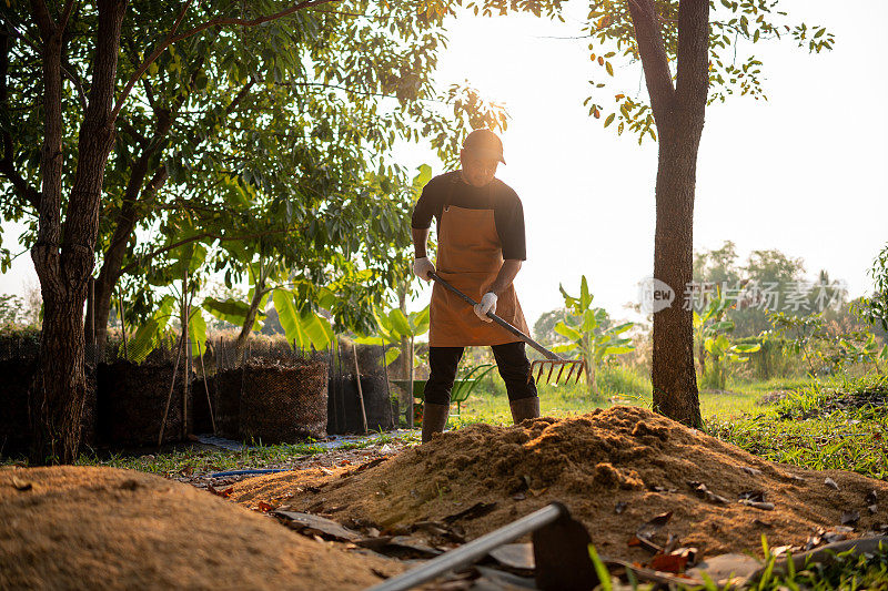 农民在田里劳作，稻壳在地上晒干，为混合有机肥农业提供可持续性