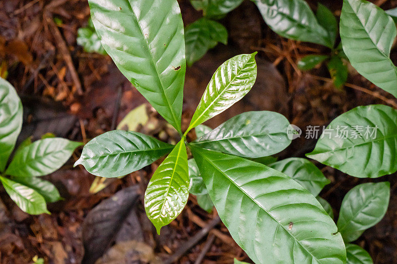 绿叶植物的特写。叶子充满活力，有清晰的脉络贯穿其间。